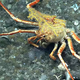 crab carrying coral